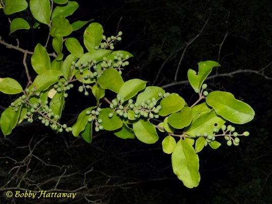 {Ligustrum sinense}